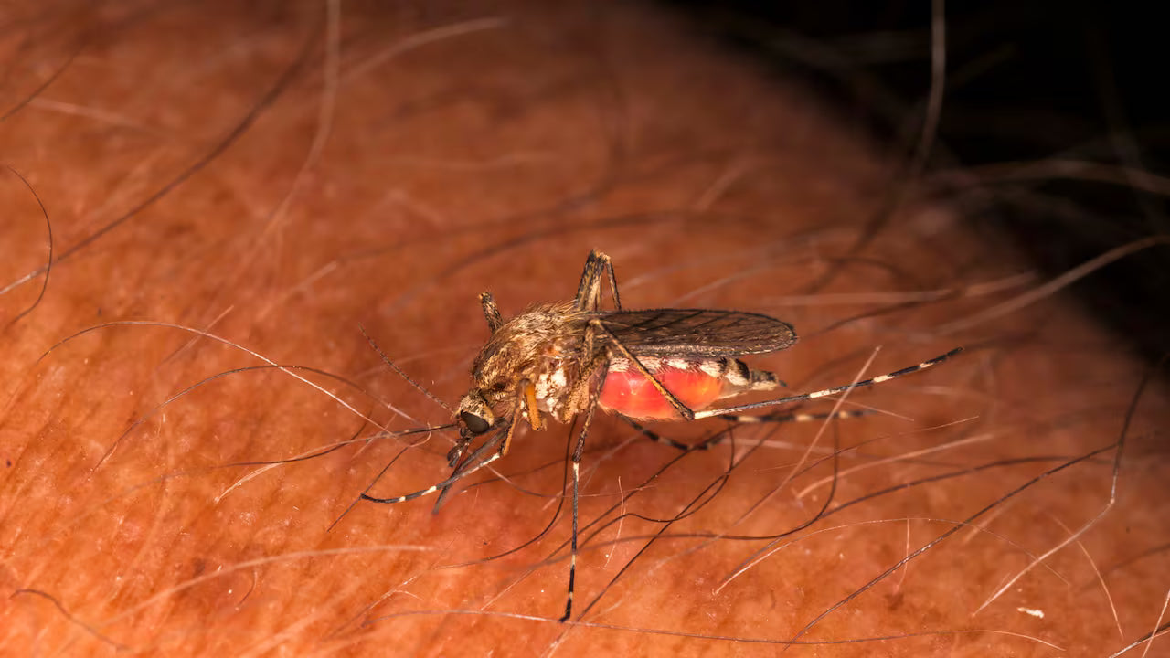 Mosquitoes Carrying Encephalitis-Related Virus Detected Near Squamish: Why Protection Matters