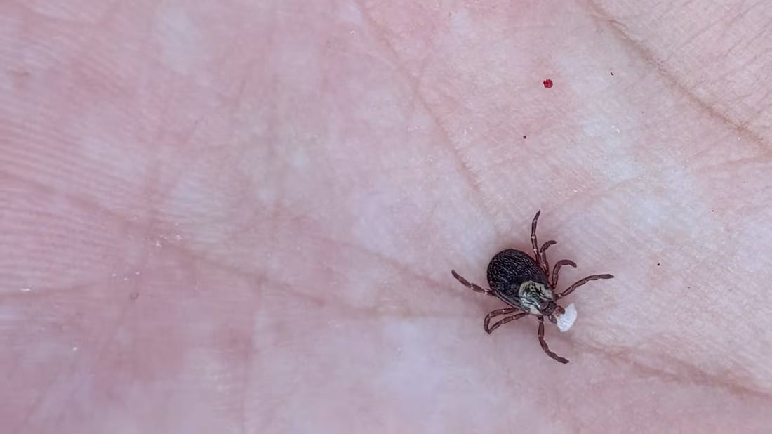 Tick Season Is Getting Longer: What Canadians Need to Know in 2026